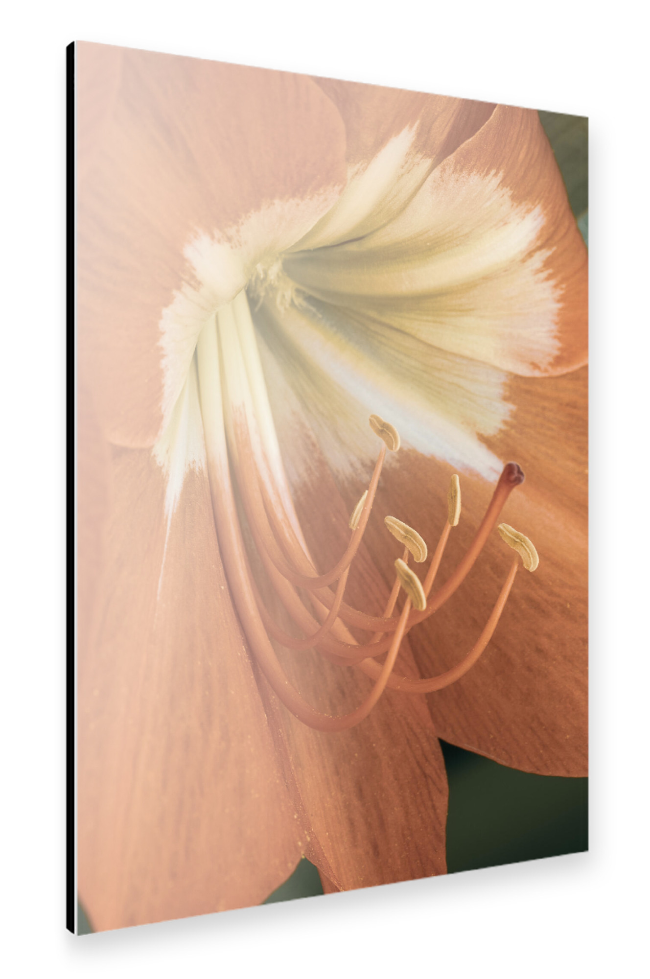 Alu-Dibond "Amaryllis" 30x20 cm artboxONE