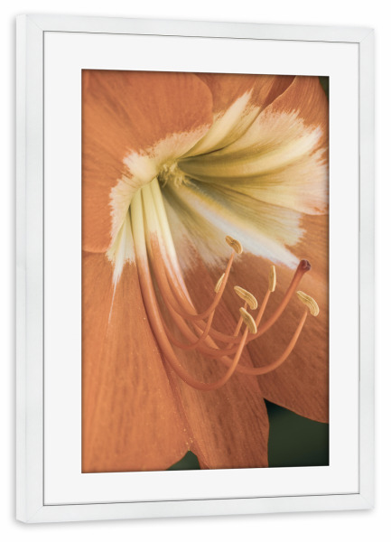 Poster mit Rahmen weiß "Amaryllis" artboxONE - Natur,Floral