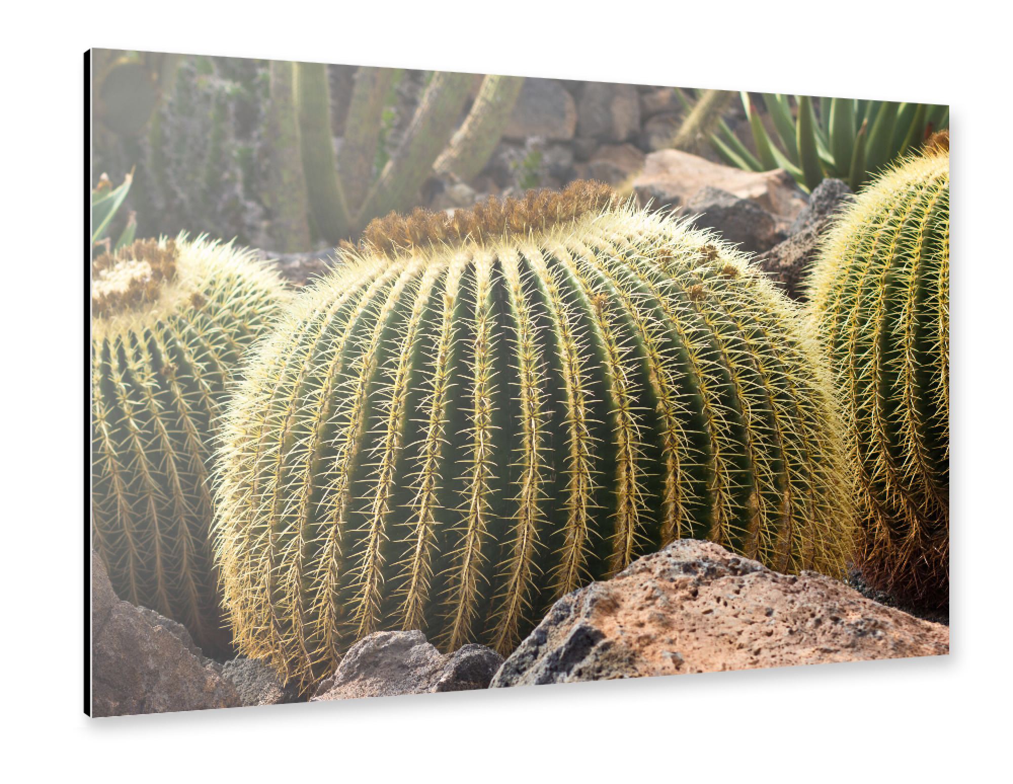 Alu-Dibond "Kakteen auf Lanzarote" 75x50 cm artboxONE