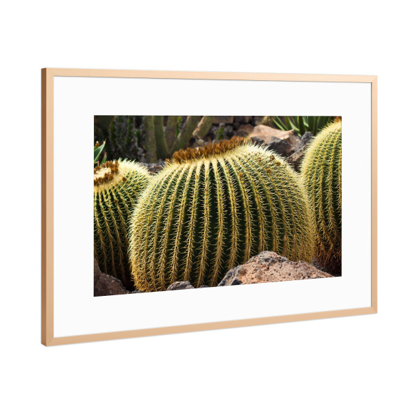 Poster mit Rahmen Kupfer "Kakteen auf Lanzarote" artboxONE - Natur,Reise