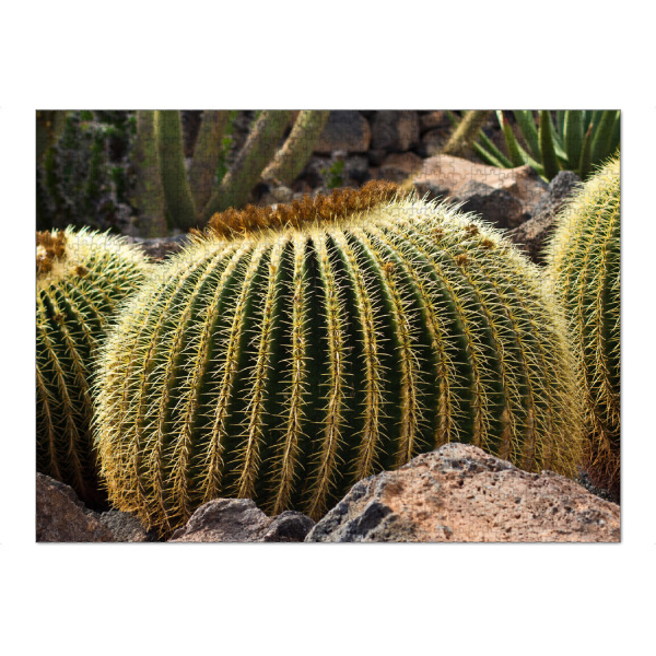 Puzzle Ravensburger "Kakteen auf Lanzarote" artboxONE - Natur,Reise