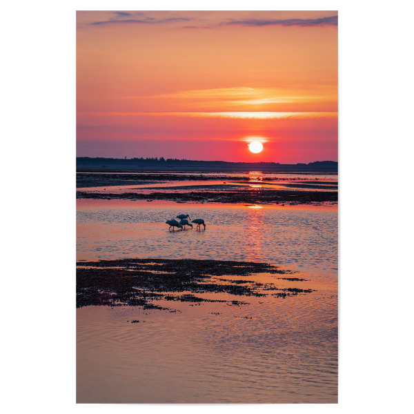 Poster "Sonnenaufgang mit Löffler" artboxONE - Natur,Reise,Reise / Strand und Meer