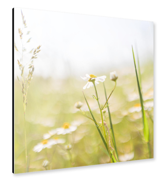Alu-Dibond "Kamille und Getreide" 30x30 cm artboxONE
