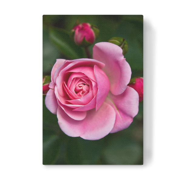 Leinwandbild "Rosa Rose mit Knospen" artboxONE - Natur,Floral