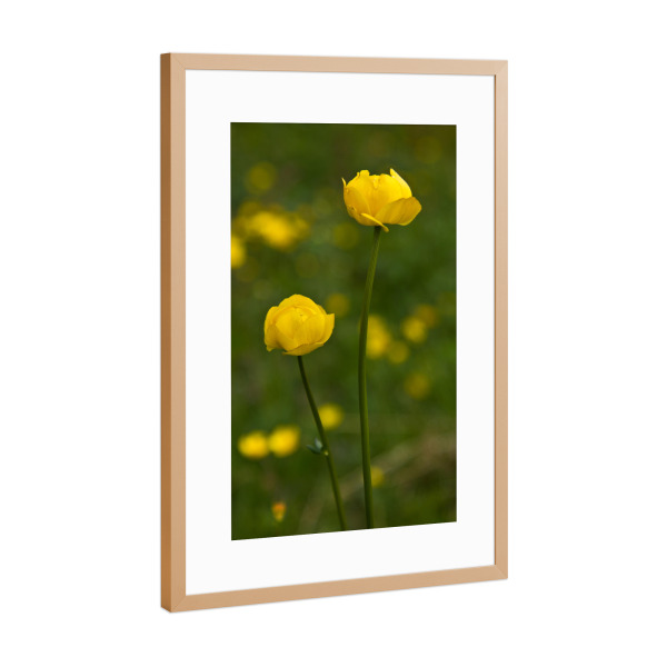 Poster mit Rahmen Kupfer "Trollblume" artboxONE - Natur,Floral