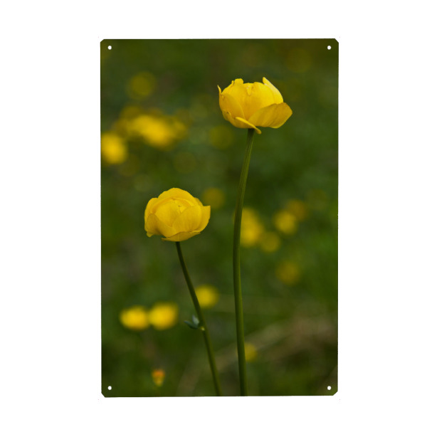 Holzbild "Trollblume" artboxONE - Natur,Floral