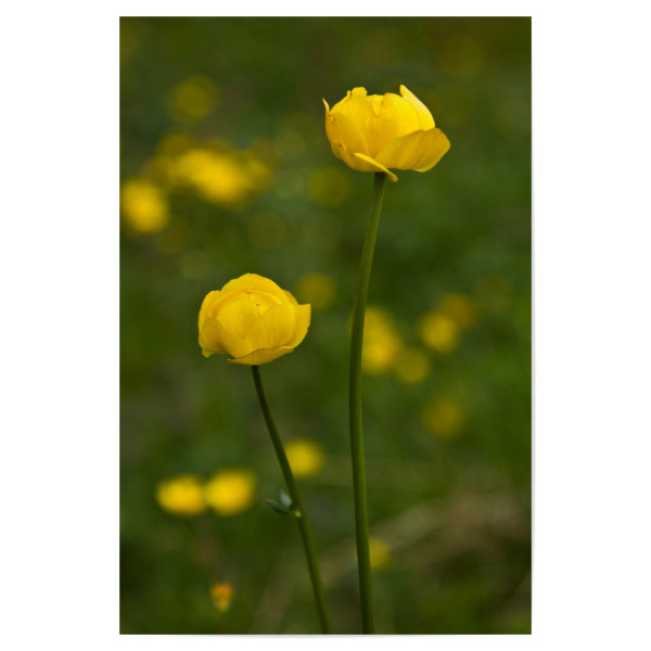 Poster 30x20 cm "Trollblume" artboxONE - Natur,Floral
