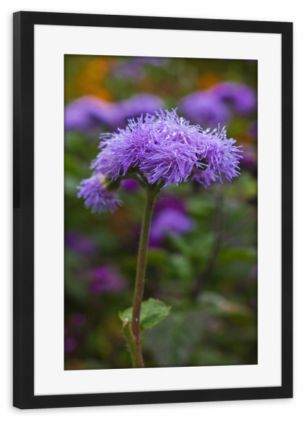 Poster mit Rahmen schwarz "Leberbalsam" artboxONE - Natur,Floral