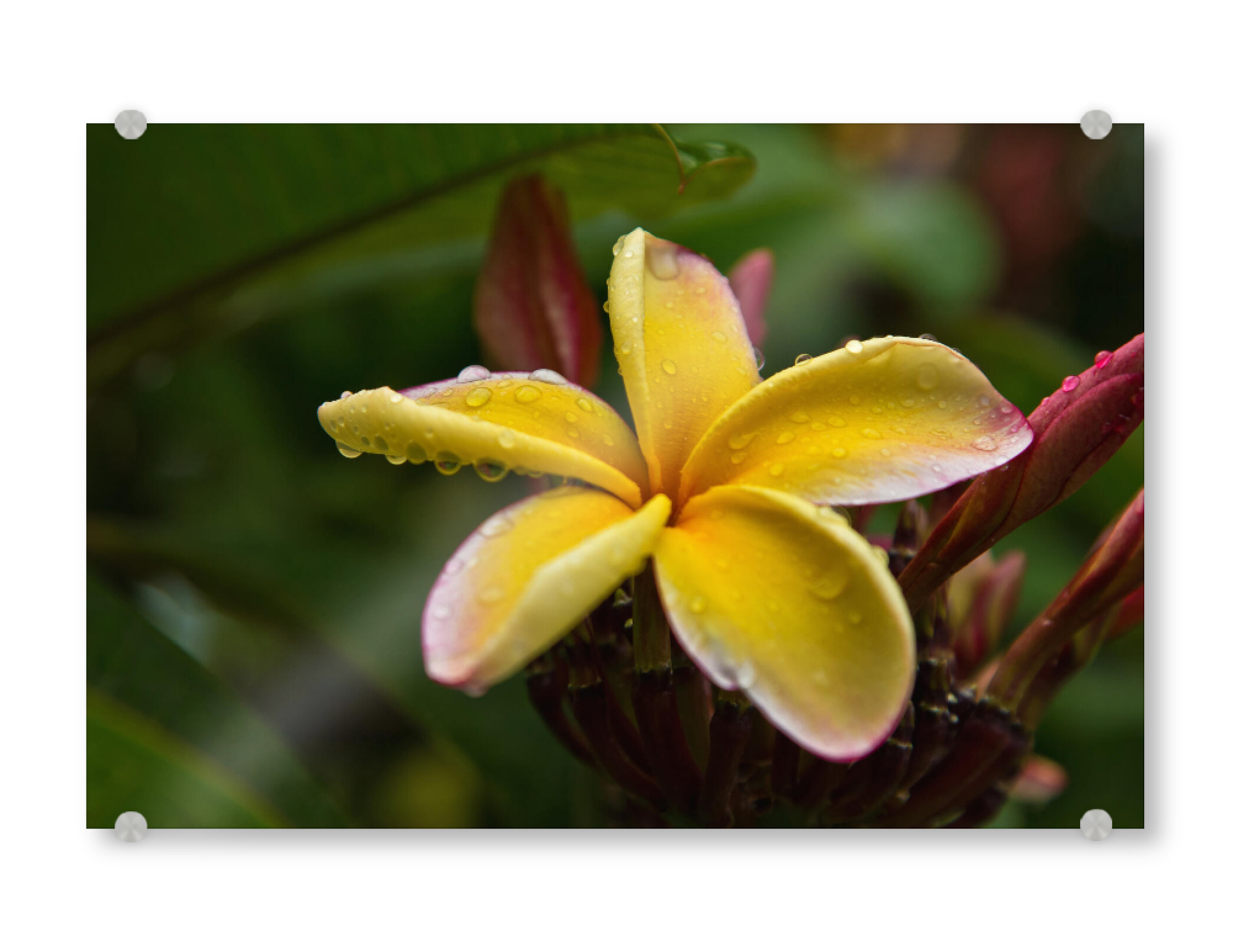 Acrylglasbild "Frangipani Blüte" artboxONE - Natur,Floral