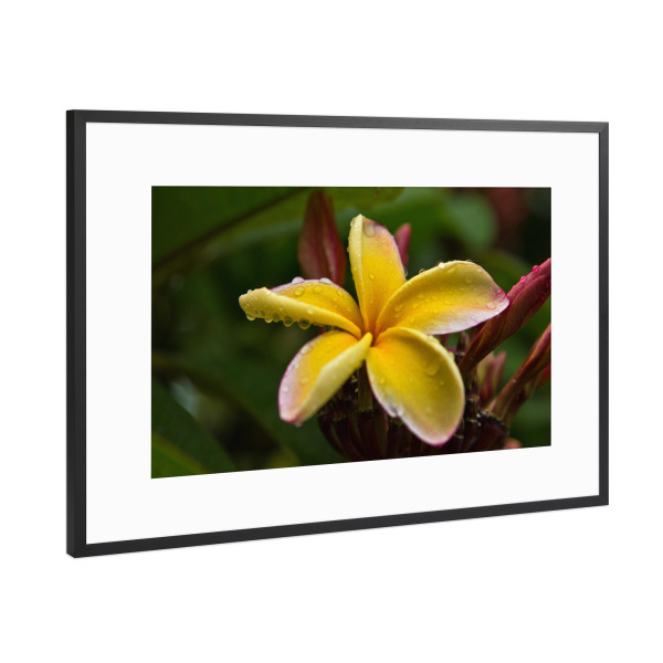Poster mit Rahmen Schwarz (Metallic) "Frangipani Blüte" artboxONE - Natur,Floral