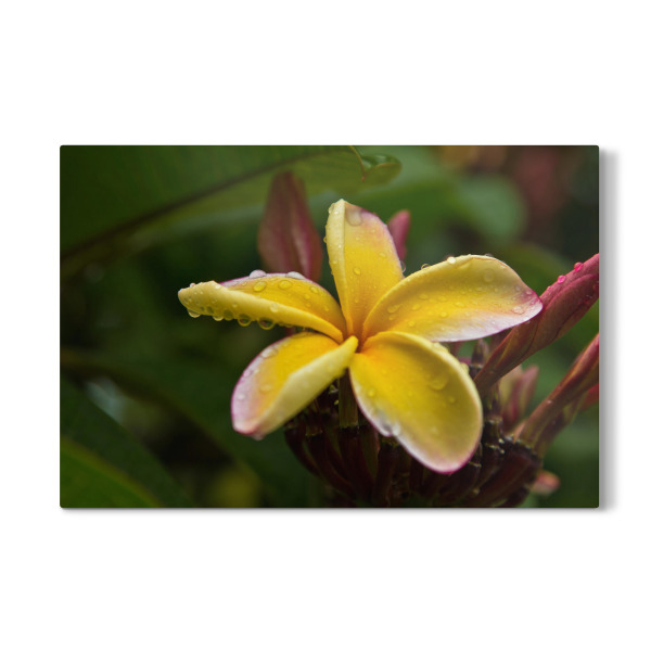 Galerie-Print "Frangipani Blüte" 30x20 cm artboxONE
