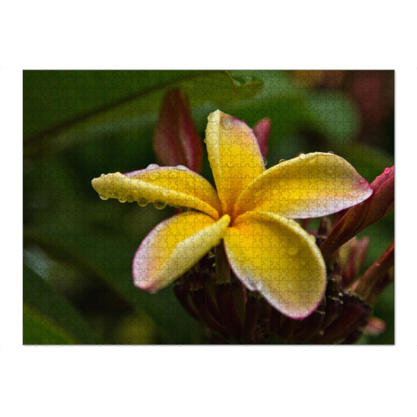 Puzzle Ravensburger "Frangipani Blüte" artboxONE - Natur,Floral