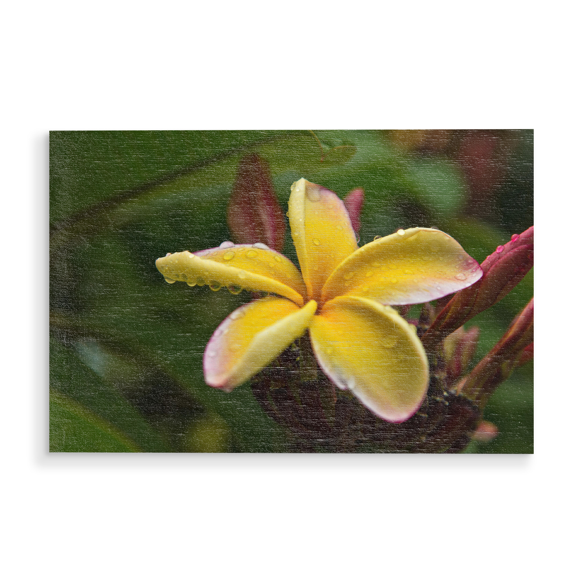 Holzbild "Frangipani Blüte" artboxONE - Natur,Floral