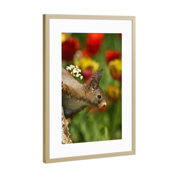 Poster mit Rahmen Gold "Eichhörnchen" artboxONE - Natur,Tiere