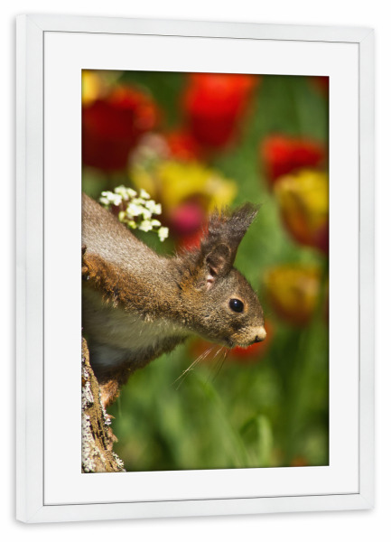 Poster mit Rahmen weiß "Eichhörnchen" artboxONE - Natur,Tiere