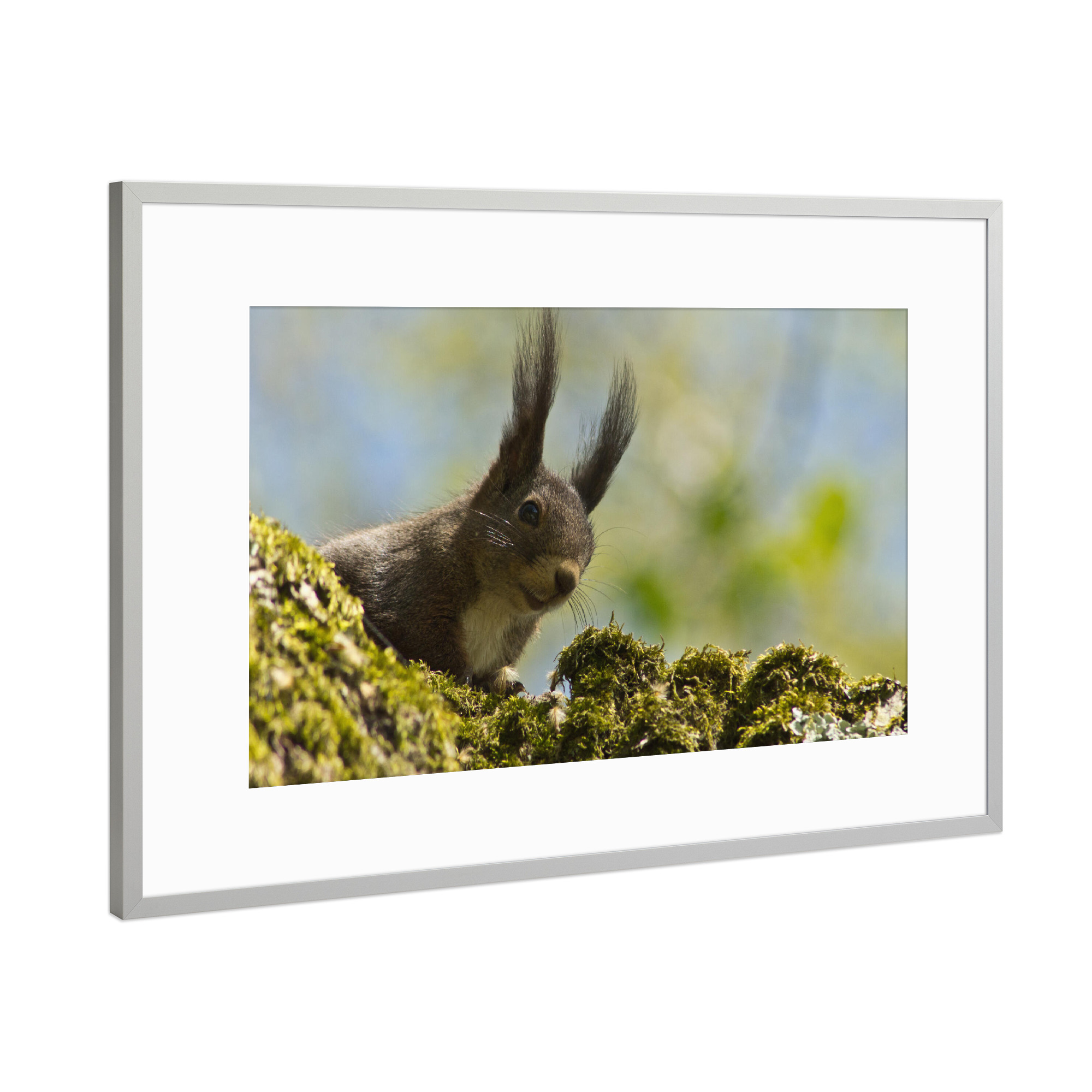 Poster mit Rahmen Silber "Braunes Eichhörnchen" artboxONE - Natur,Tiere - Eichhörnchen am baum,Squirrel,Tier,Animal,Natur,Nature,Portrait