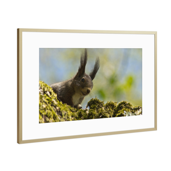 Poster mit Rahmen Gold "Braunes Eichhörnchen" artboxONE - Natur,Tiere - Eichhörnchen am baum,Squirrel,Tier,Animal,Natur,Nature,Portrait