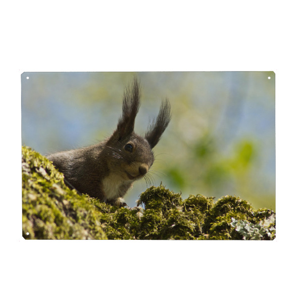Holzbild "Braunes Eichhörnchen" artboxONE - Natur,Tiere - Eichhörnchen am baum,Squirrel,Tier,Animal,Natur,Nature,Portrait