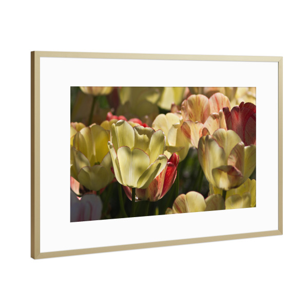 Poster mit Rahmen Gold "Leuchtende Tulpen in der Sonne" artboxONE - Natur,Floral
