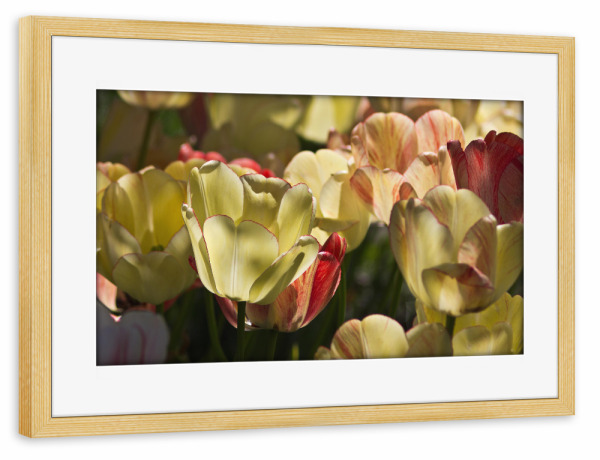 Poster mit Rahmen kiefer "Leuchtende Tulpen in der Sonne" artboxONE - Natur,Floral