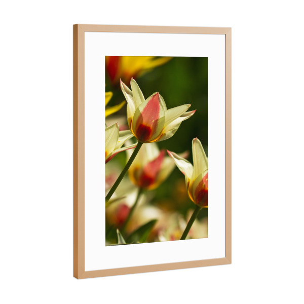 Poster mit Rahmen Kupfer "Bunte Tulpen" artboxONE - Natur,Floral