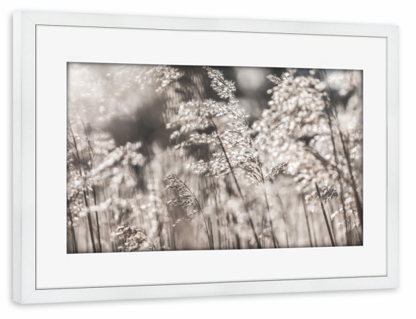 Poster mit Rahmen weiß "Common Reed" artboxONE - Natur,Floral