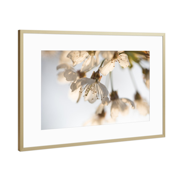 Poster mit Rahmen Gold "Cherry blossom" artboxONE - Natur,Floral