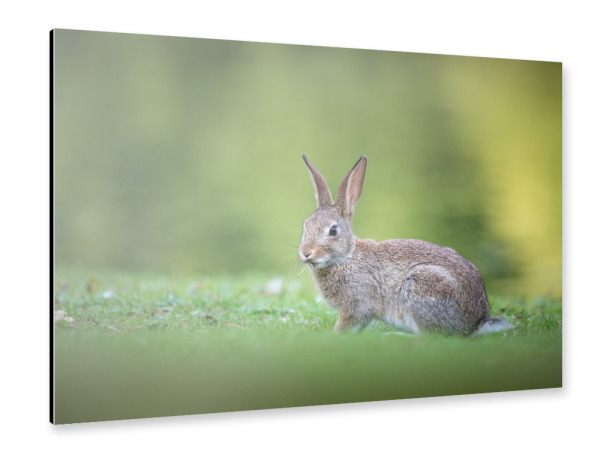 Alu-Dibond "Wildkaninchen" 30x20 cm artboxONE