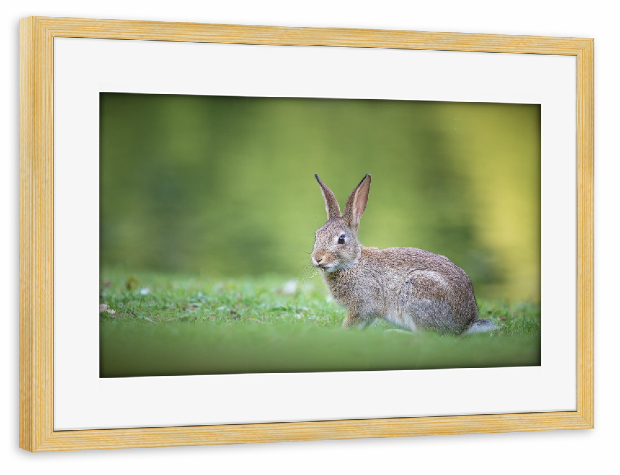 Poster mit Rahmen kiefer "Wildkaninchen" artboxONE - Natur,Tiere - Kaninchen,Häschen,Wildlife,Putzig,Süß,Osterhase,Natur,Nature,Hase,Bunny,Wald,Forest