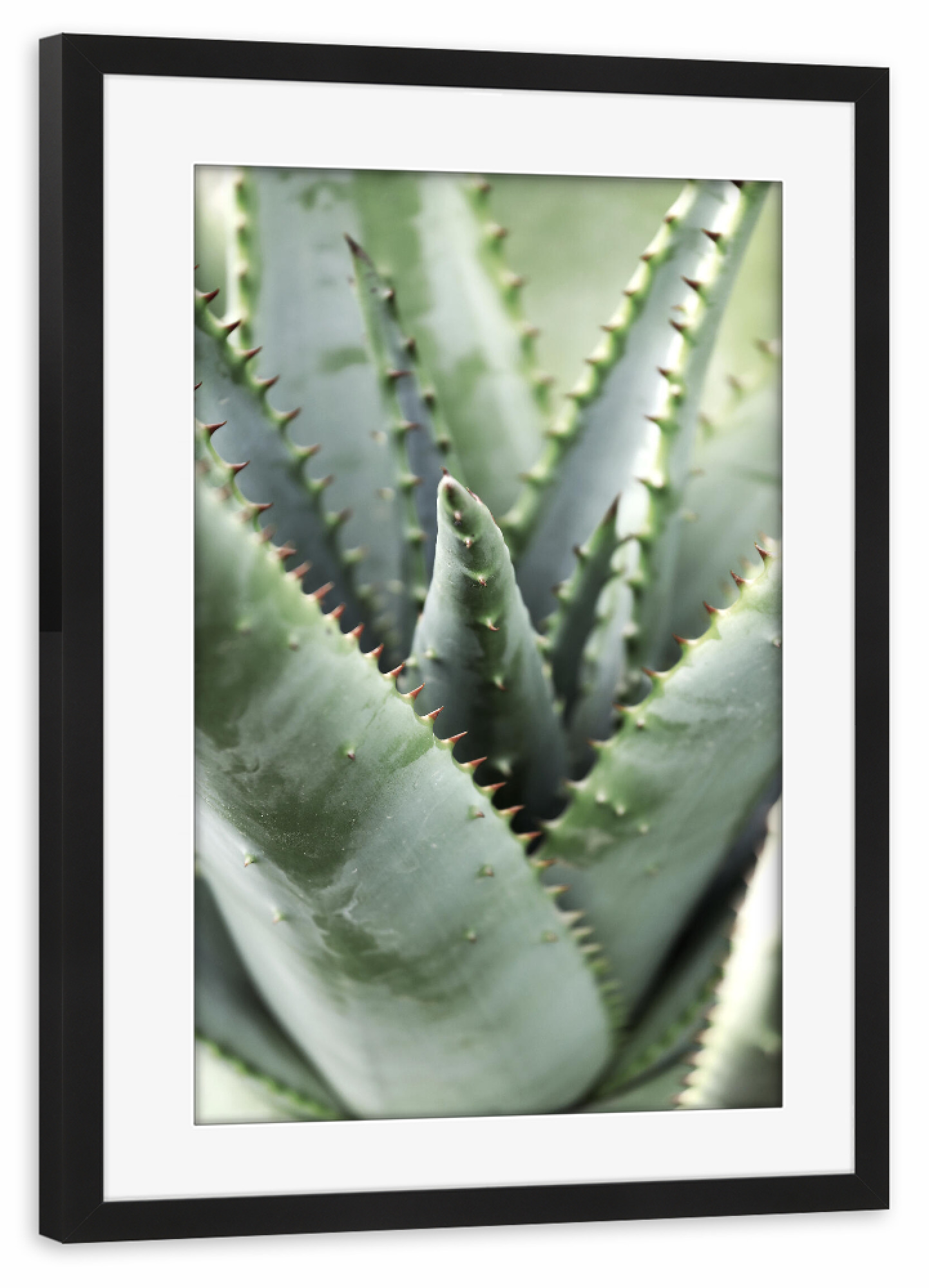 Poster mit Rahmen schwarz "Aloe Vera helle Pastelltöne" artboxONE - Natur,Floral,Abstrakt