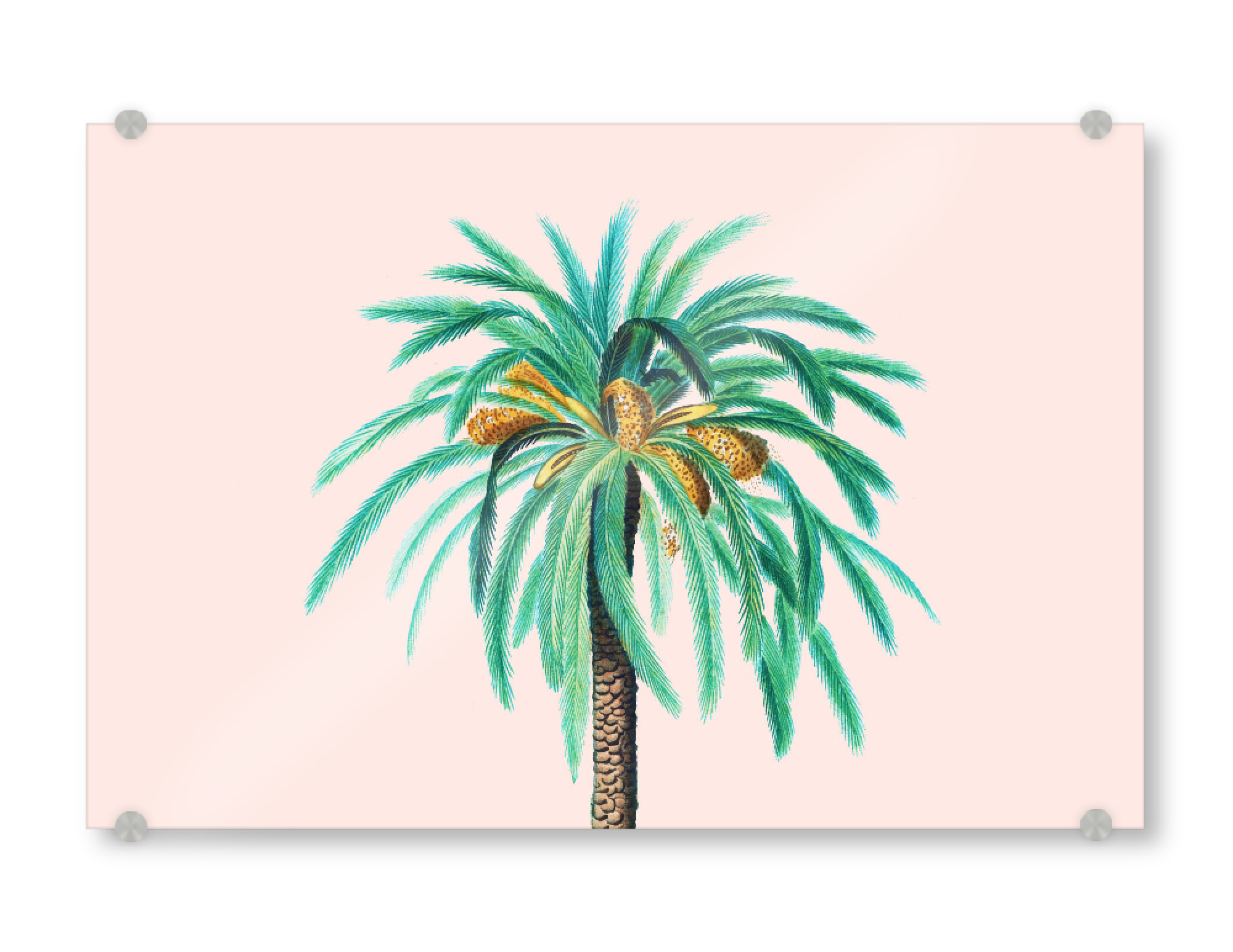 Acrylglasbild "Coconut Island" artboxONE - Natur,Floral - Nature,Pastel,Coconut tree,Botanical,Tropical,Exotic,Vacay,Vacation,Palm