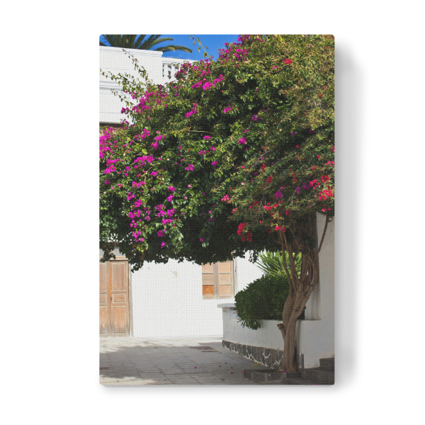 Leinwandbild "Bouganvillea Baum auf Lanzarote" artboxONE - Natur,Reise,Floral,Reise / Länder
