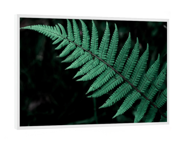 Poster mit weißem Rahmen "Bright Fern" artboxONE - Natur - Leaf,Leaves,Garden,Botanical,Blatt,Natur,Nature