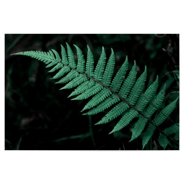 Poster "Bright Fern" artboxONE - Natur - Leaf,Leaves,Garden,Botanical,Blatt,Natur,Nature