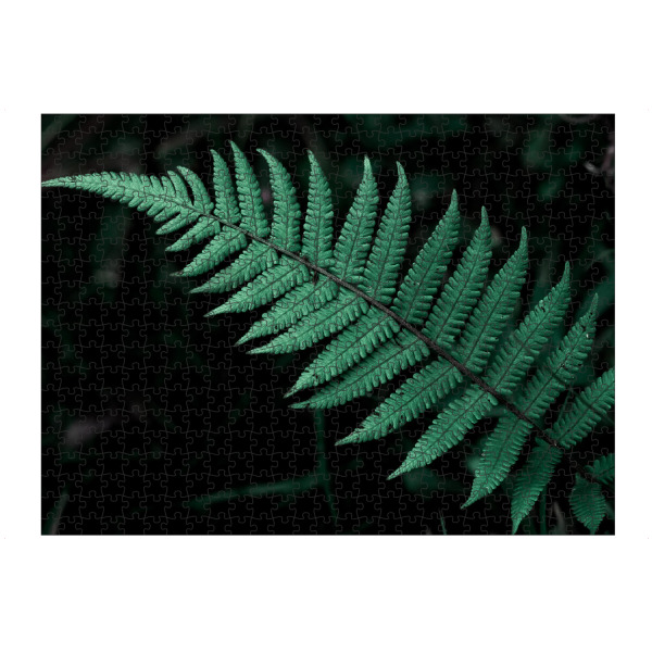 artboxONE Puzzle "Bright Fern" artboxONE - Natur - Leaf,Leaves,Garden,Botanical,Blatt,Natur,Nature - Bild leaf