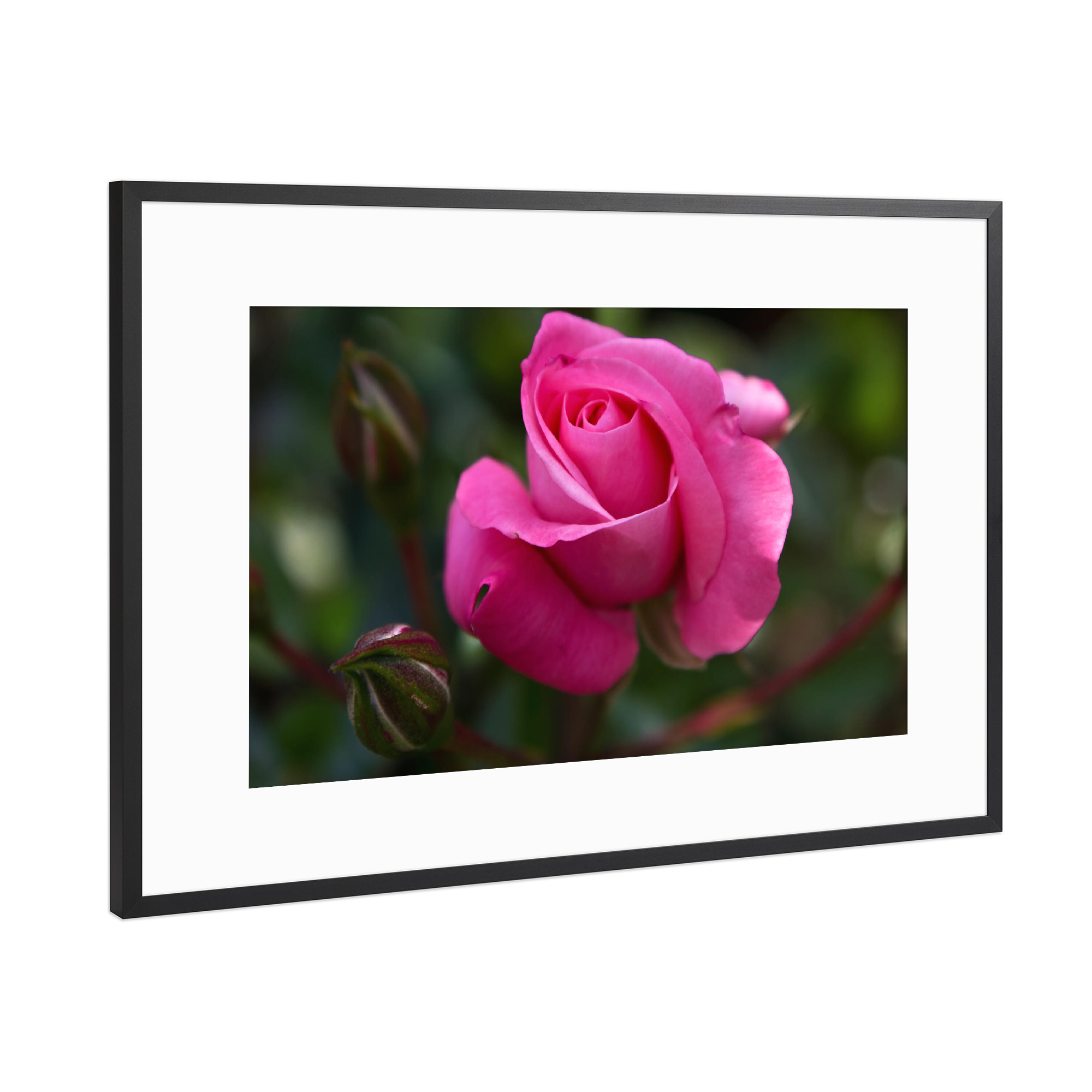 Poster mit Rahmen Schwarz (Metallic) "Rosa Rose" artboxONE - Natur,Floral