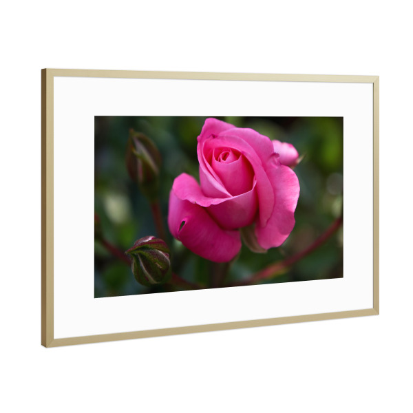 Poster mit Rahmen Gold "Rosa Rose" artboxONE - Natur,Floral