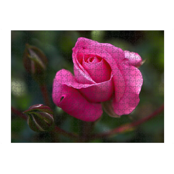 Puzzle Ravensburger "Rosa Rose" artboxONE - Natur,Floral