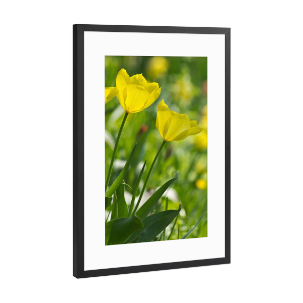 Poster mit Rahmen Schwarz (Metallic) "Gelbe Tulpen in der Sonne" artboxONE - Natur,Floral