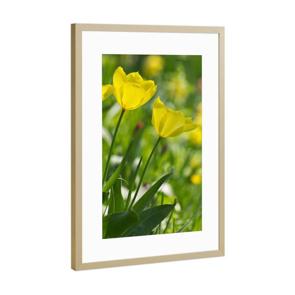 Poster mit Rahmen Gold "Gelbe Tulpen in der Sonne" artboxONE - Natur,Floral