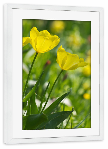 Poster mit Rahmen weiß "Gelbe Tulpen in der Sonne" artboxONE - Natur,Floral