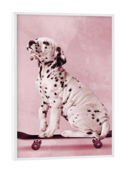 Poster mit weißem Rahmen "Skater Dalmatian" artboxONE - Natur,Tiere,Sport