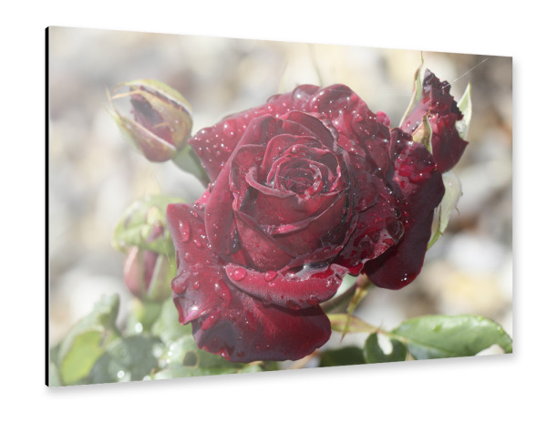 Alu-Dibond "Tröpfchenrose" 30x20 cm artboxONE