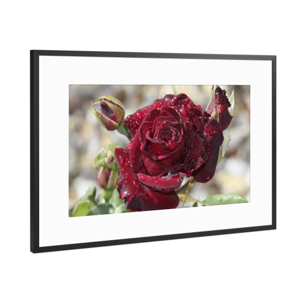 Poster mit Rahmen Schwarz (Metallic) "Tröpfchenrose" artboxONE - Floral,Liebe