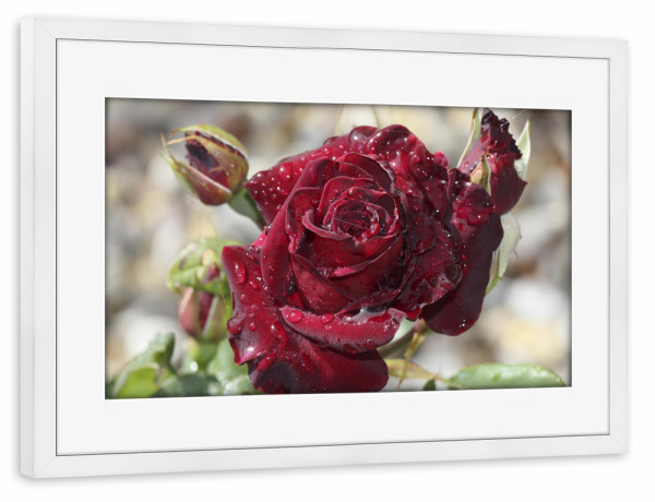 Poster mit Rahmen weiß "Tröpfchenrose" artboxONE - Floral,Liebe