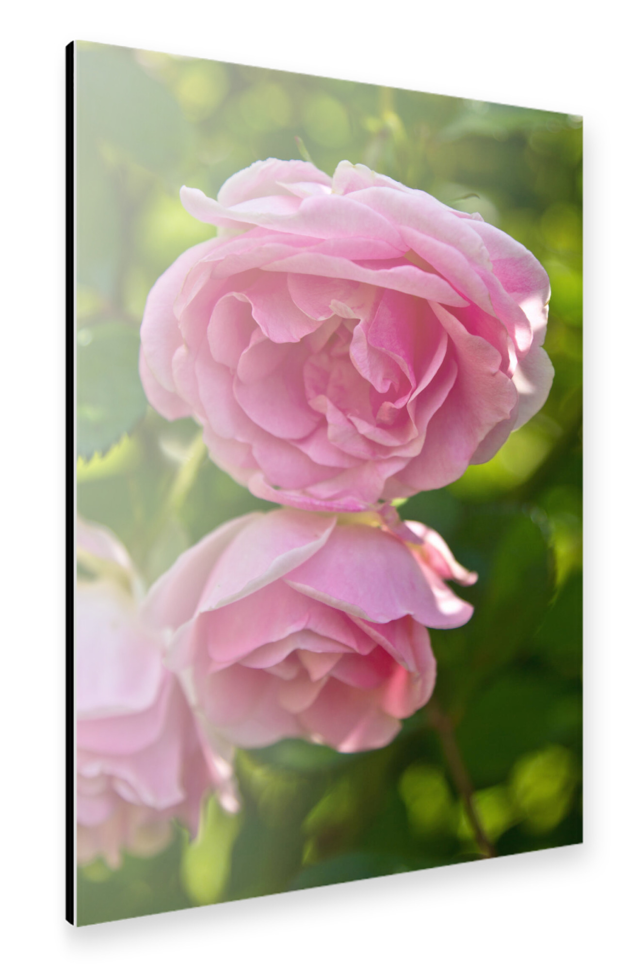 Alu-Dibond "Englische rosa Rosen" 30x20 cm artboxONE