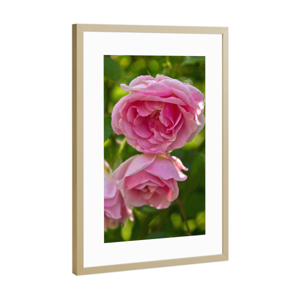 Poster mit Rahmen Gold "Englische rosa Rosen" artboxONE - Natur,Floral