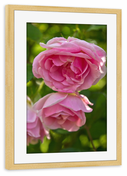 Poster mit Rahmen kiefer "Englische rosa Rosen" artboxONE - Natur,Floral