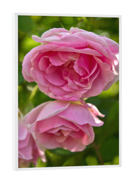 Poster mit weißem Rahmen "Englische rosa Rosen" artboxONE - Natur,Floral