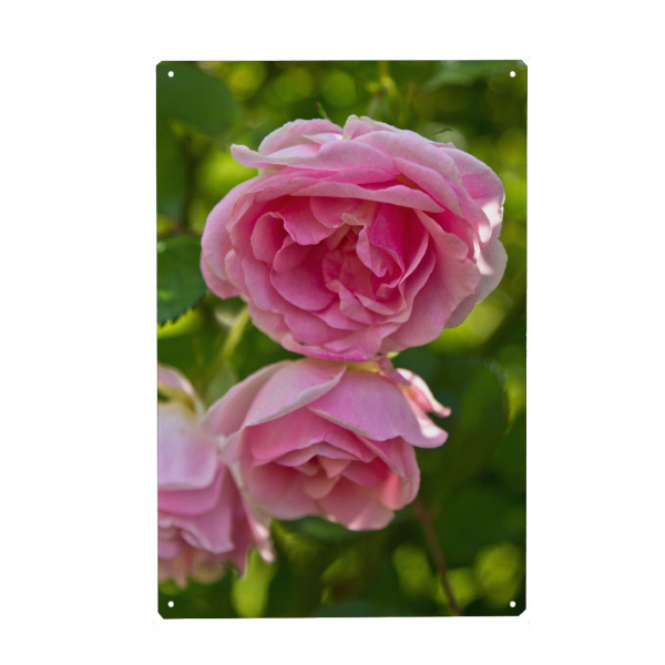 Metall Poster "Englische rosa Rosen" artboxONE - Natur,Floral